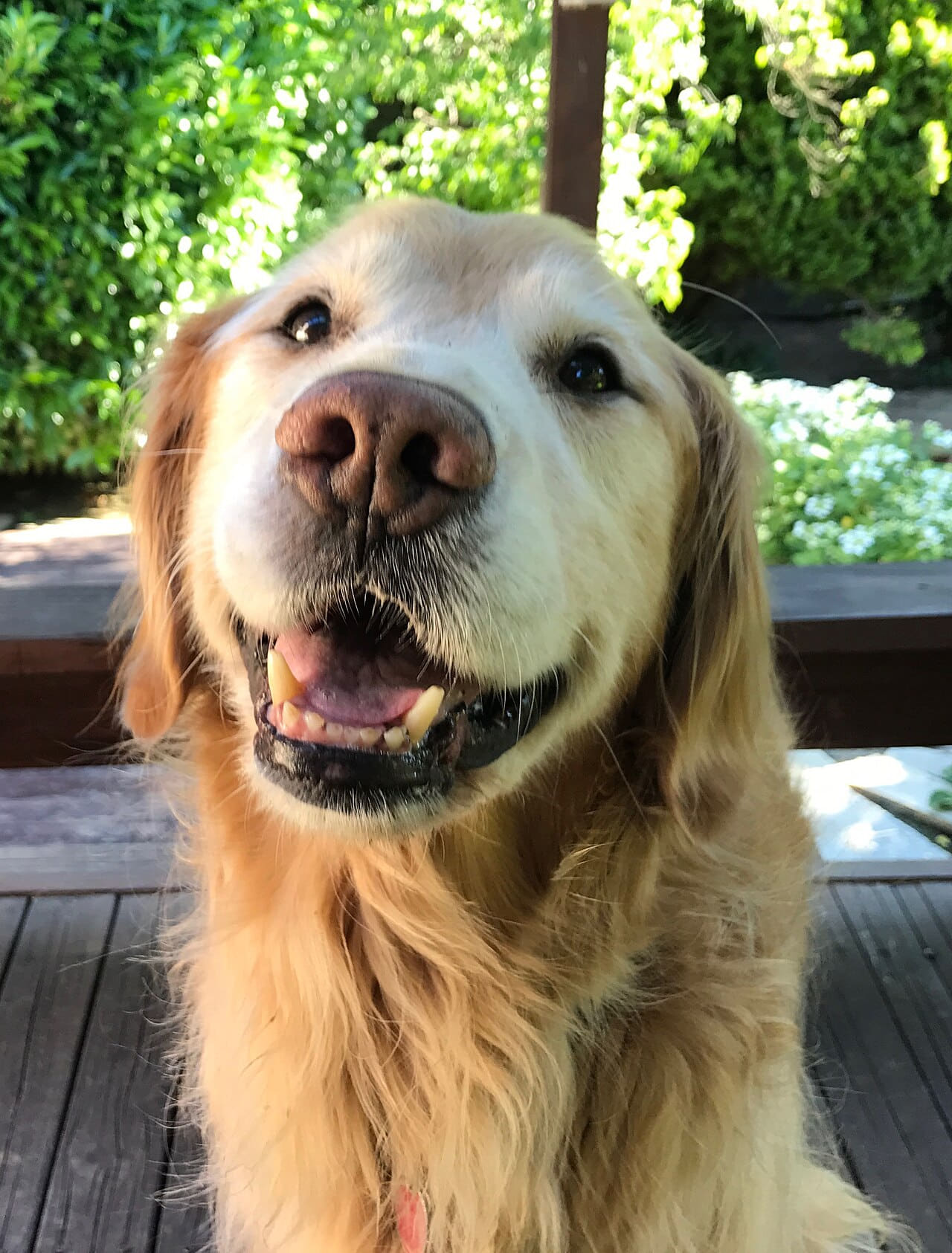Fondo de pantalla Golden Retriever medium-to-light-coat en tonos charcoal y near-black, Full HD, formato 3:4 para móvil