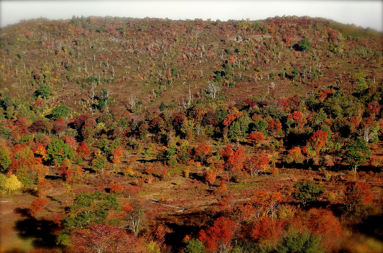 Graveyard Fields 1 wallpaper in olive and charcoal tones, Full HD, 4:3 format for phone