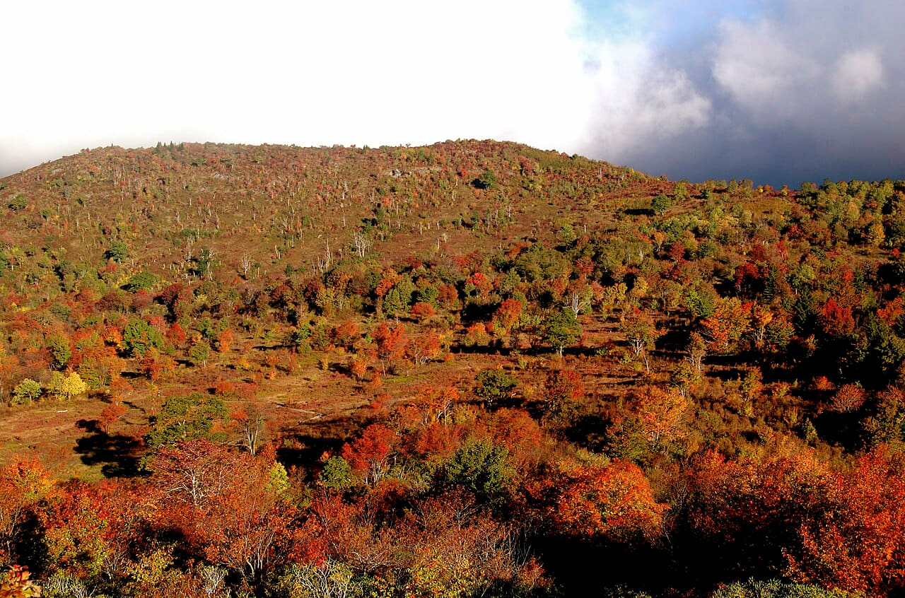 Graveyard Fields 2 wallpaper in cream and olive tones, Full HD, 4:3 format for phone