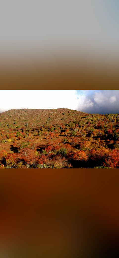 Graveyard Fields 2 wallpaper in cream and olive tones, Full HD, 4:3 format for phone