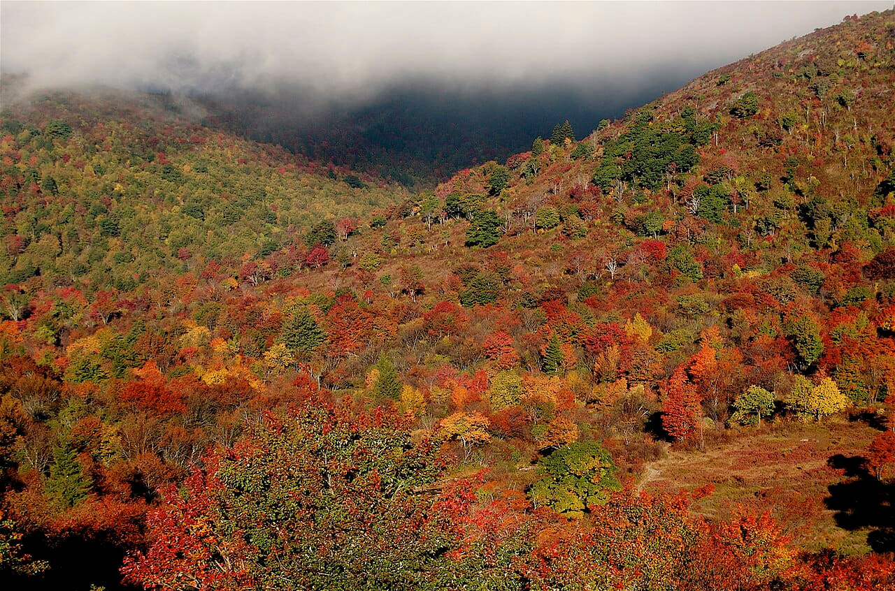 Graveyard Fields 3 wallpaper in rust and olive tones, Full HD, 4:3 format for phone