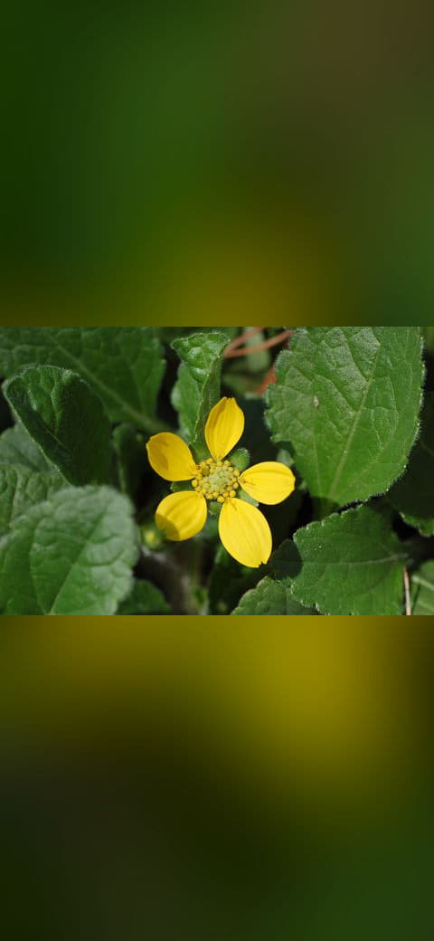 Fondo de pantalla Green and Gold Chrysogonum virginianum Flower 3008 en tonos deep green y near-black, Full HD, formato 4:3 para móvil
