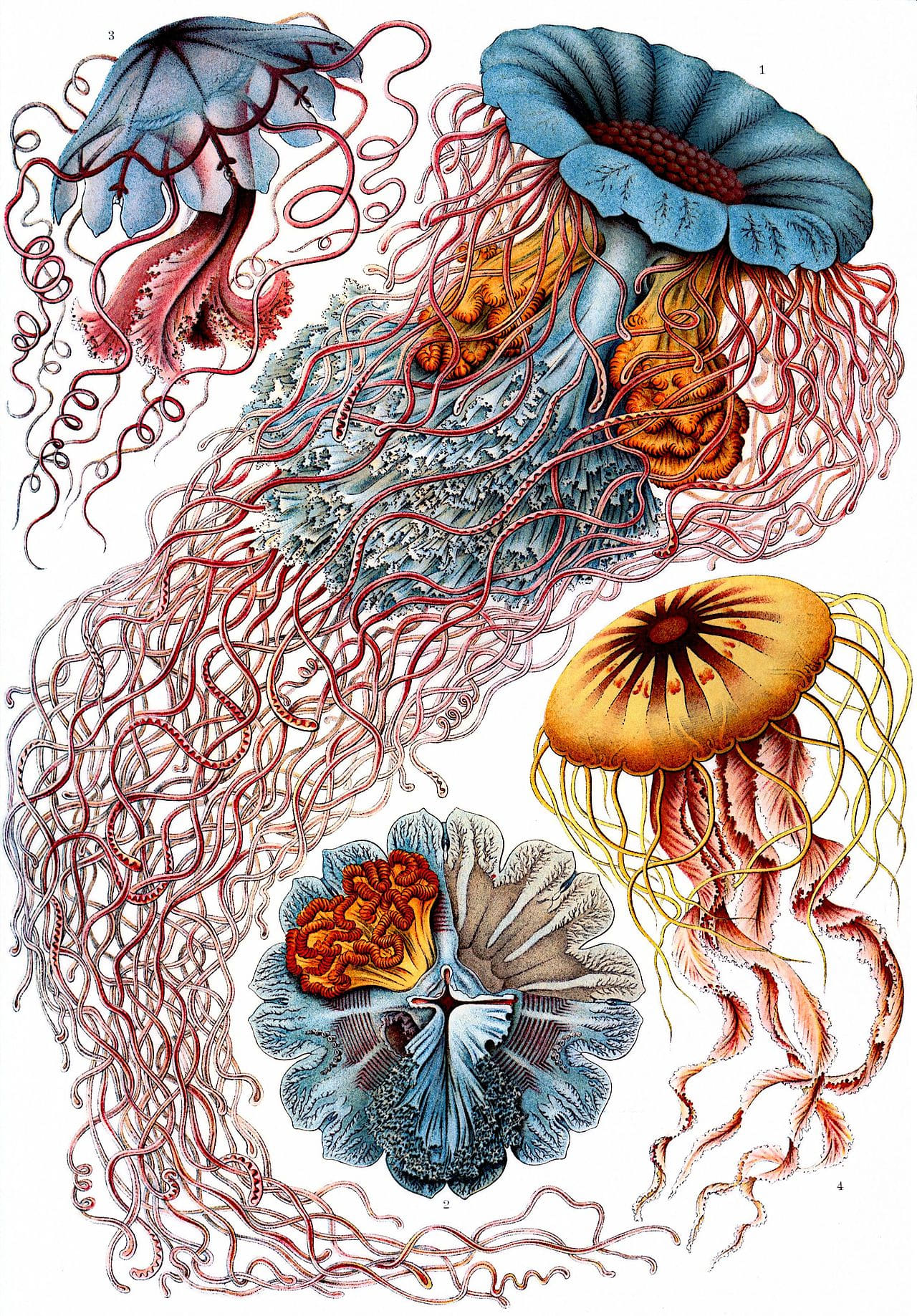 Fondo de pantalla Haeckel Discomedusae 8 en tonos cream y lavender, Full HD, formato 3:4 para móvil