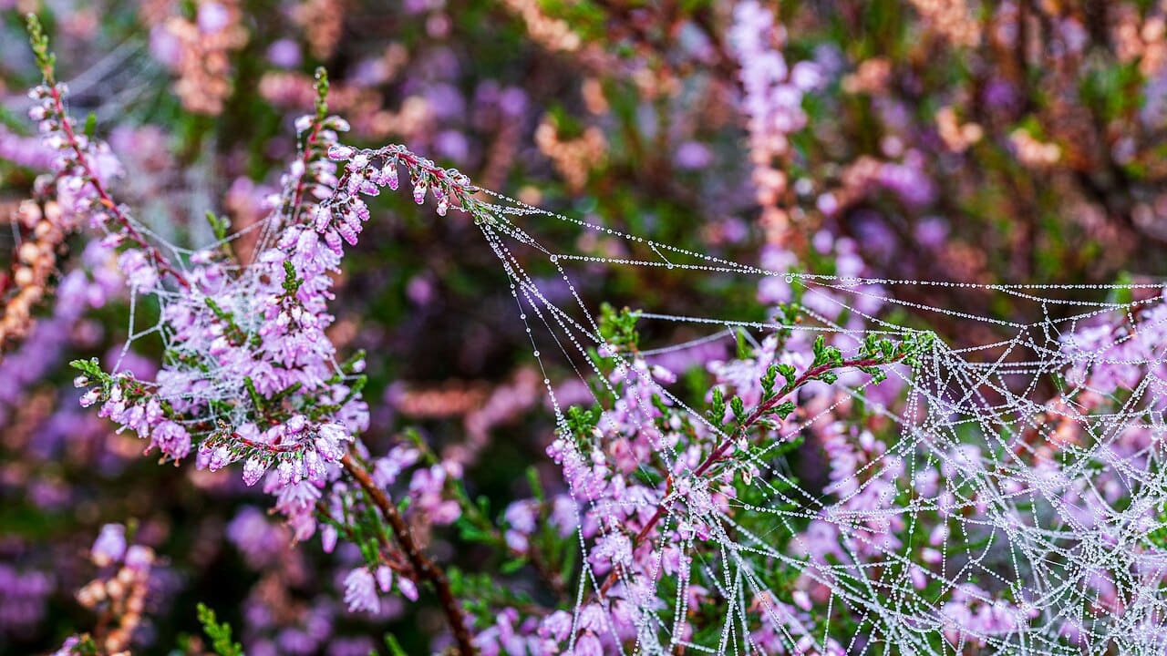 Fondo de pantalla Haltern am See, Westruper Heide en tonos carbón y carbón, Full HD, formato 16:9 para móvil