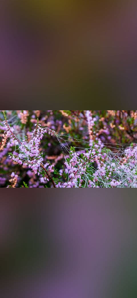 Fondo de pantalla Haltern am See, Westruper Heide en tonos carbón y carbón, Full HD, formato 16:9 para móvil