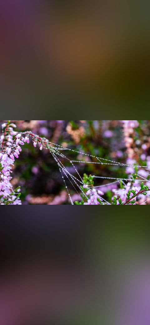 Fondo de pantalla Haltern am See, Westruper Heide 3 en tonos casi negro y carbón, Full HD, formato 16:9 para móvil