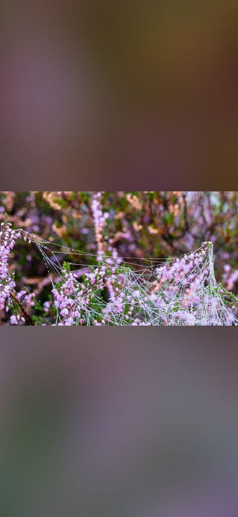 Fondo de pantalla Haltern am See, Westruper Heide 2 en tonos carbón y oliva, Full HD, formato 16:9 para móvil