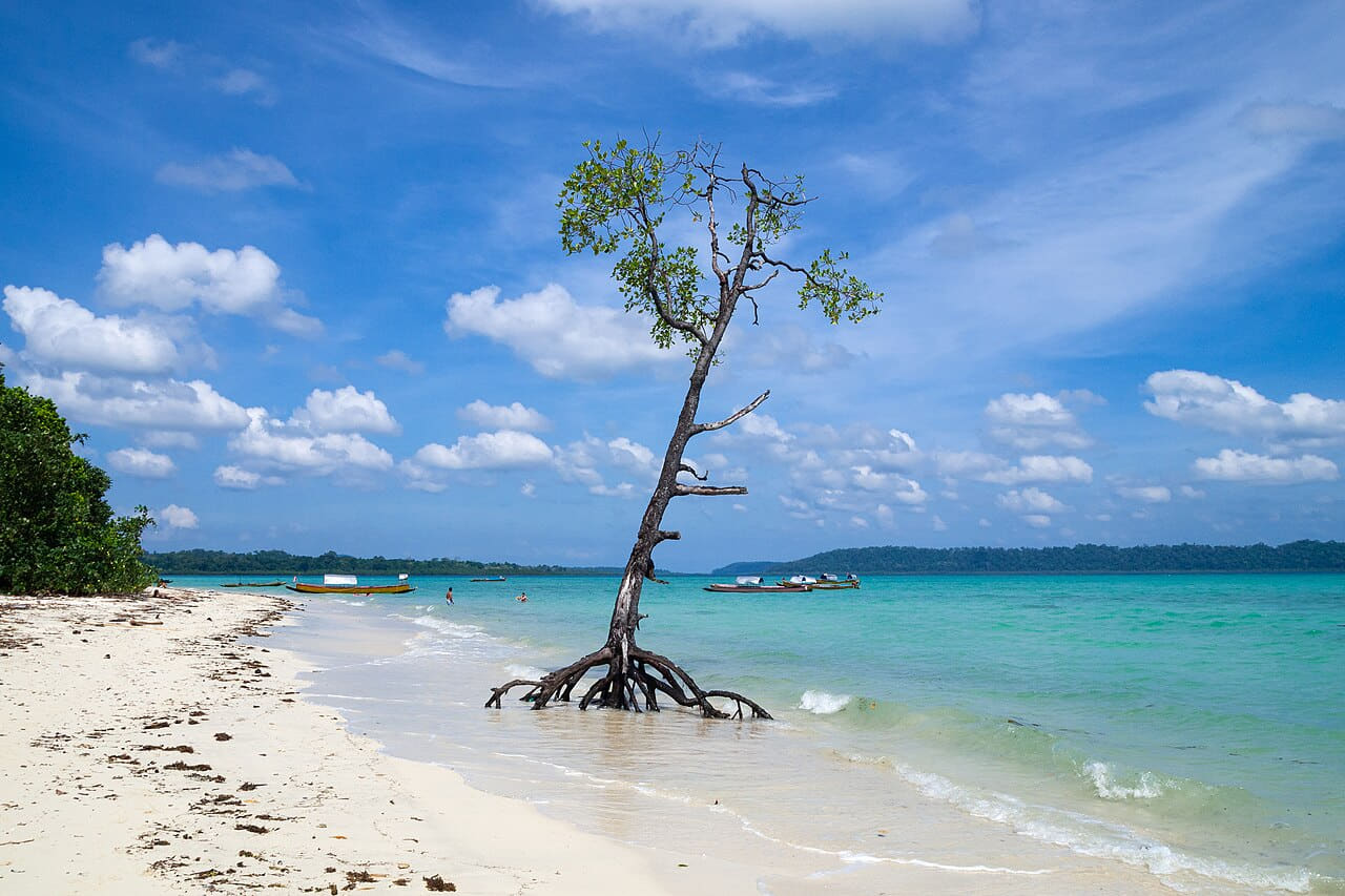 Fondo de pantalla Havelock Island, Mangrove tree on the beach,… en tonos sky blue y slate, Full HD, formato 4:3 para móvil