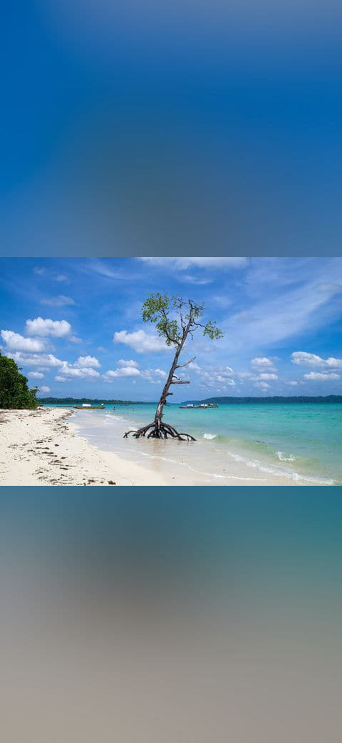 Fondo de pantalla Havelock Island, Mangrove tree on the beach,… en tonos sky blue y slate, Full HD, formato 4:3 para móvil