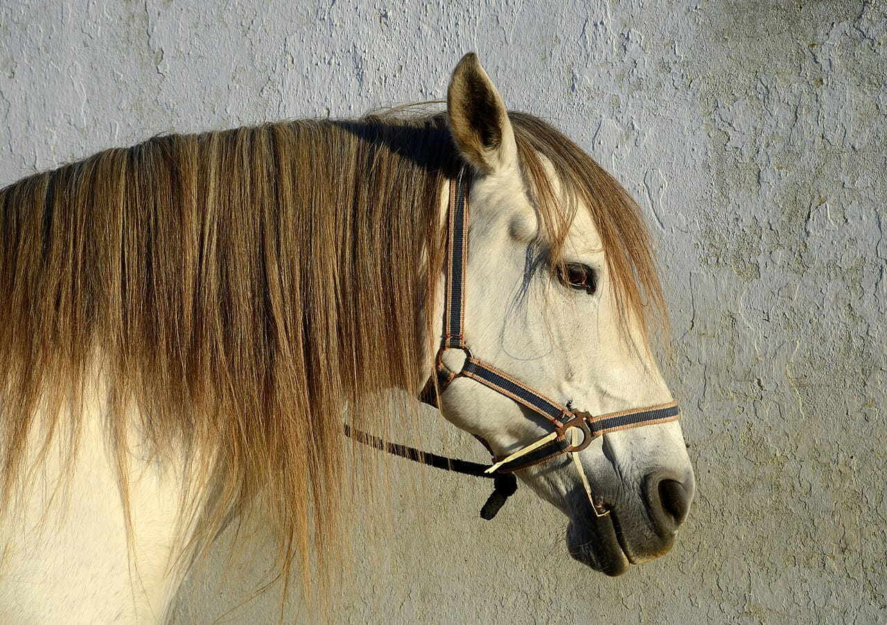 Fondo de pantalla Horse December 2014-1 en tonos sage green y sage green, Full HD, formato 4:3 para móvil