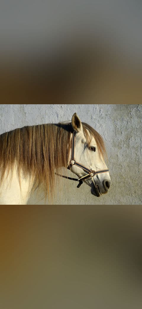 Horse December 2014-1 wallpaper in sage green and sage green tones, Full HD, 4:3 format for phone