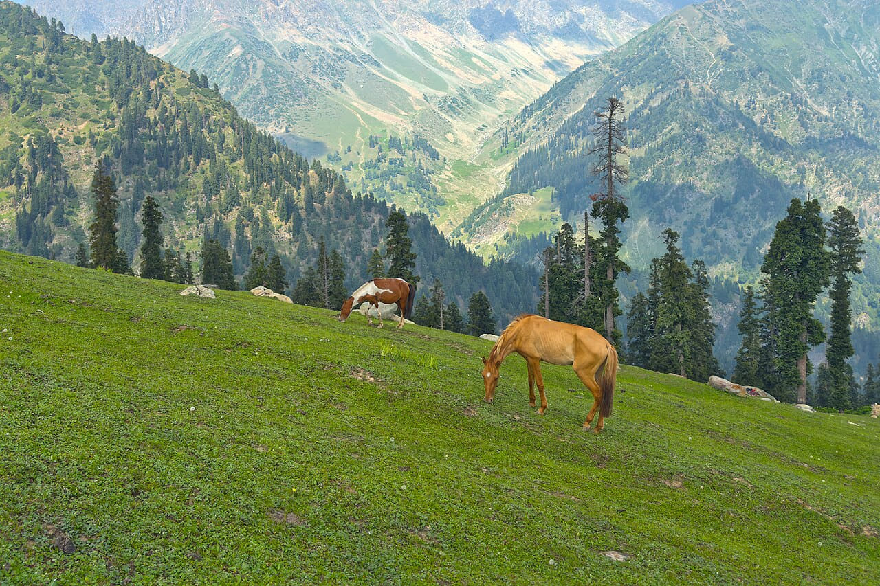Horses grazing at Trunkol meadow, Jammu and… wallpaper in olive and olive tones, Full HD, 4:3 format for phone