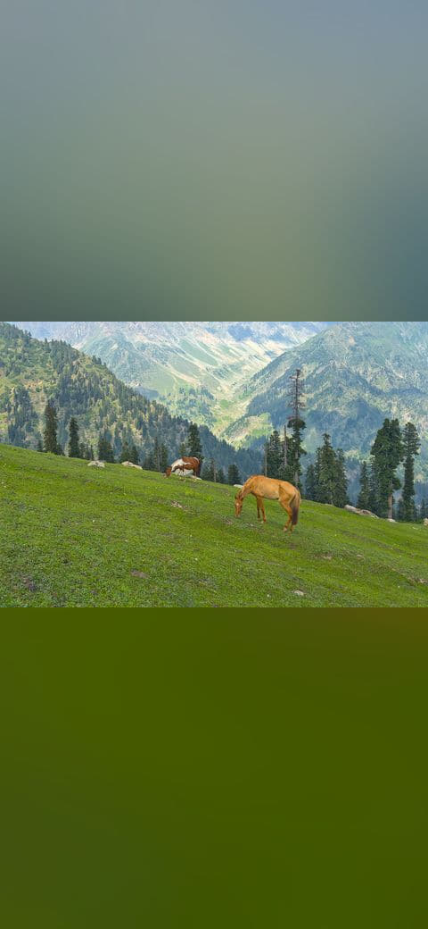 Horses grazing at Trunkol meadow, Jammu and… wallpaper in olive and olive tones, Full HD, 4:3 format for phone
