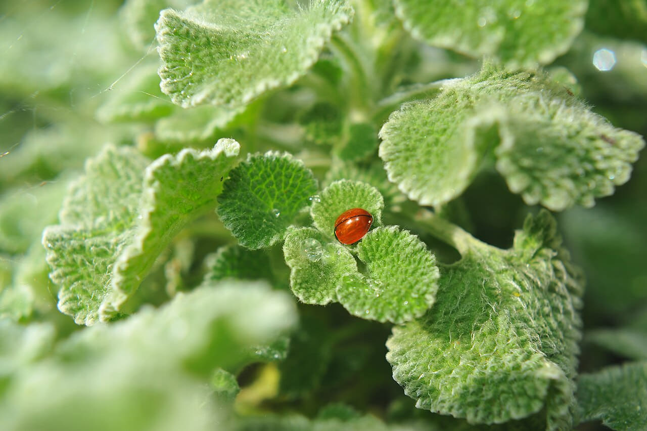 Fondo de pantalla Lady Bug on Fuzzy Leaves en tonos verde salvia y verde salvia, Full HD, formato 4:3 para móvil