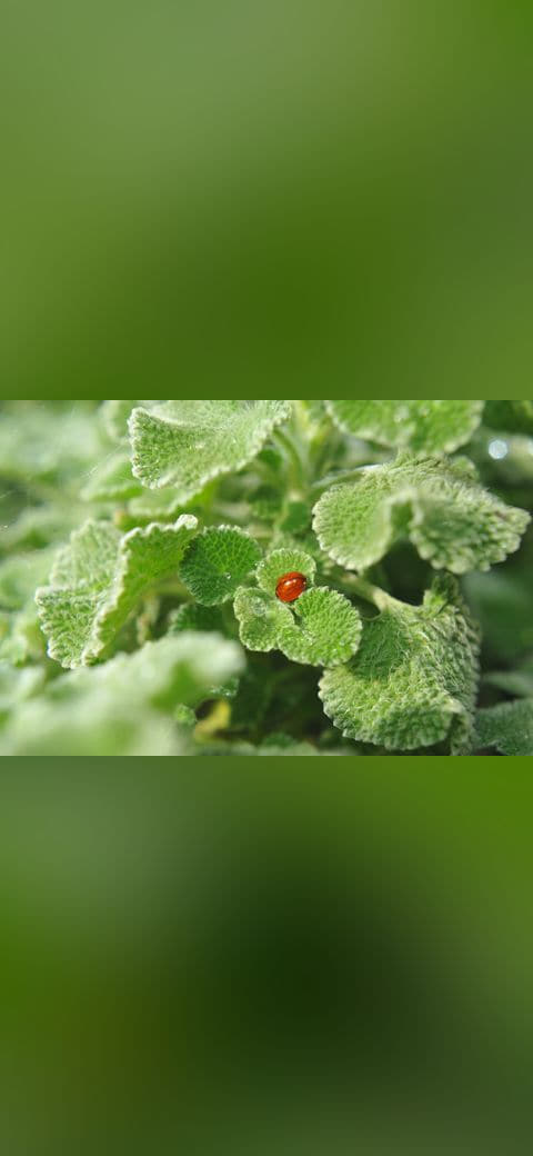 Fondo de pantalla Lady Bug on Fuzzy Leaves en tonos verde salvia y verde salvia, Full HD, formato 4:3 para móvil
