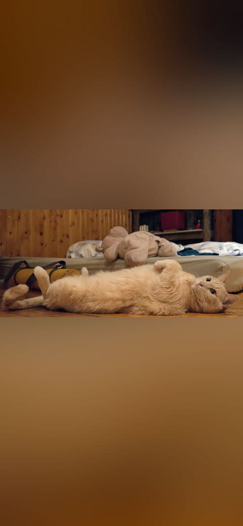 Fondo de pantalla Larry the cat lying down with his paws up en tonos charcoal y rust, Full HD, formato 21:9 para móvil