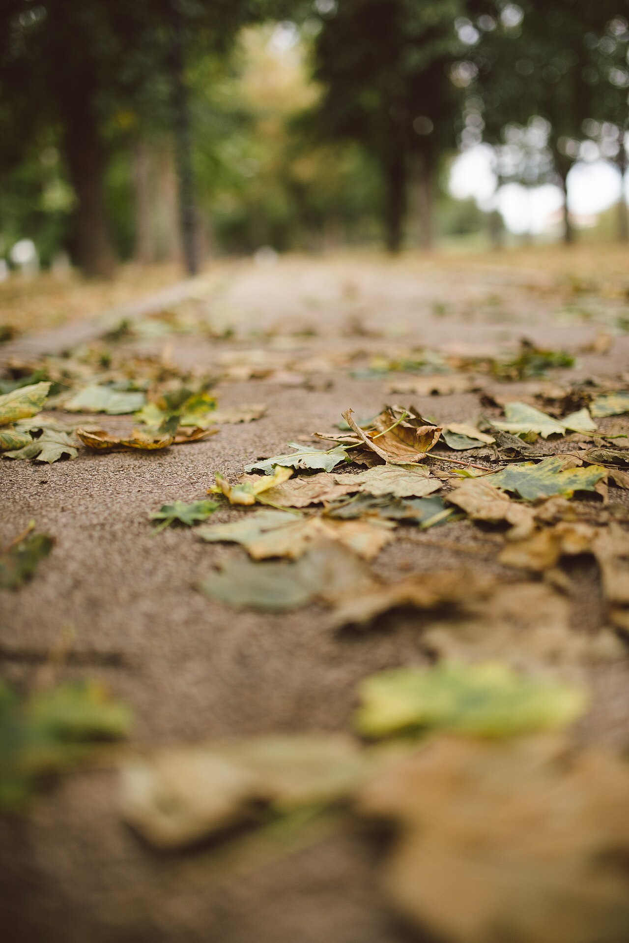 Fondo de pantalla Leaves on a path in a park during autumn with trees… en tonos pizarra y oliva, Full HD, formato 3:4 para PC