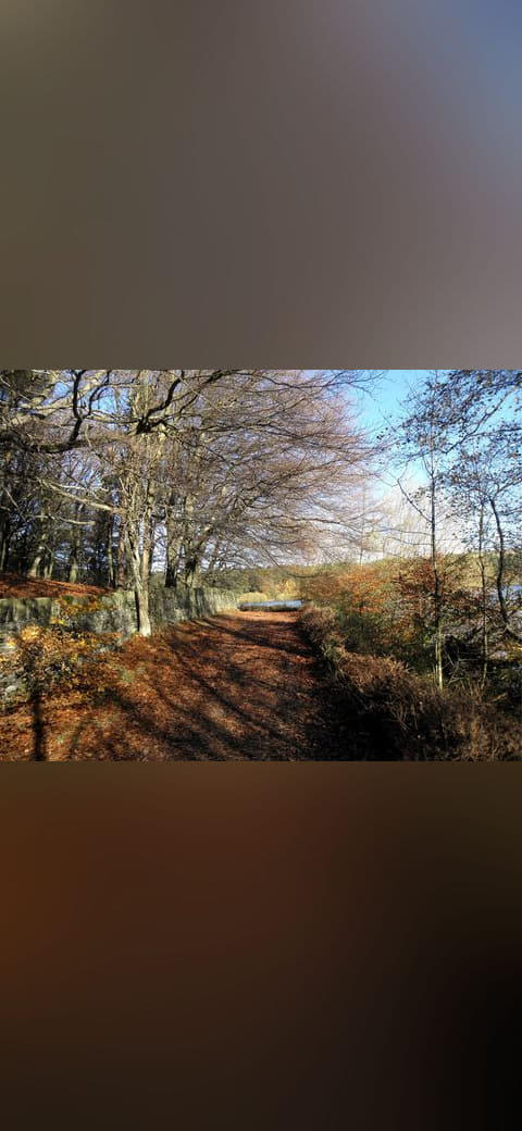 Fondo de pantalla Leaves on the path round Ogden Water - 2147932 en tonos carbón y casi negro, Full HD, formato 4:3 para PC