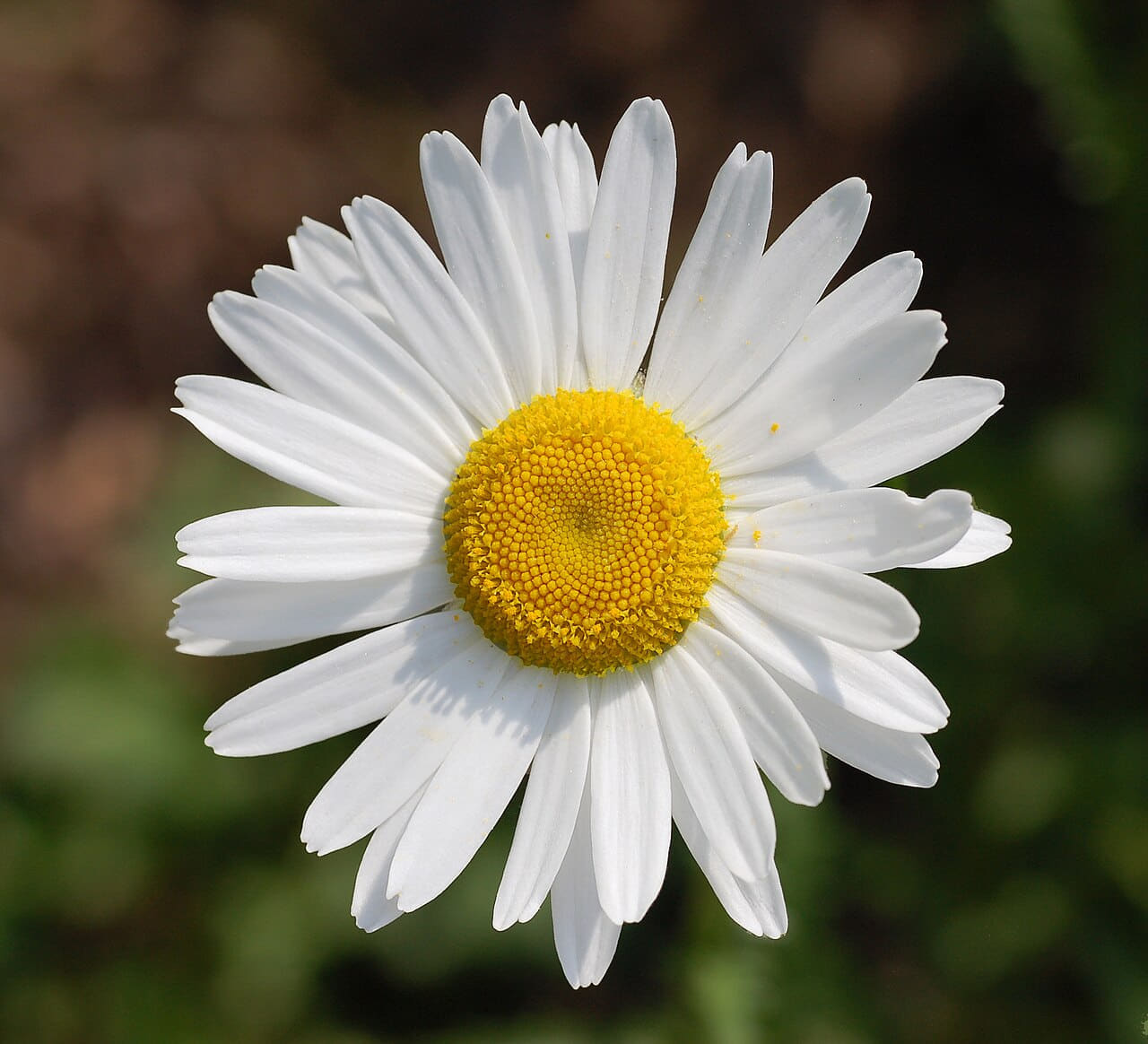 Leucanthemum vulgare 'Filigran' Flower 2200px edit1 wallpaper in near-black and sand tones, Full HD, 1:1 format for phone