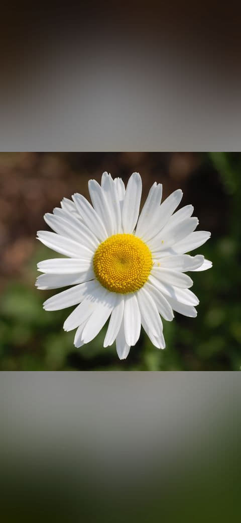 Fondo de pantalla Leucanthemum vulgare 'Filigran' Flower 2200px edit1 en tonos near-black y sand, Full HD, formato 1:1 para móvil