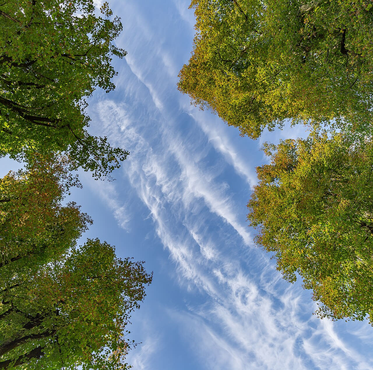 Fondo de pantalla Linden trees and the sky in Planina, Postojna,… en tonos slate y charcoal, Full HD, formato 1:1 para móvil