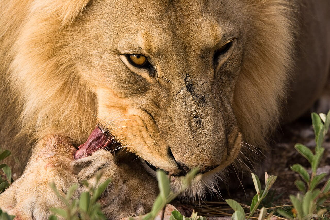 Fondo de pantalla Lion eating en tonos olive y charcoal, Full HD, formato 4:3 para móvil