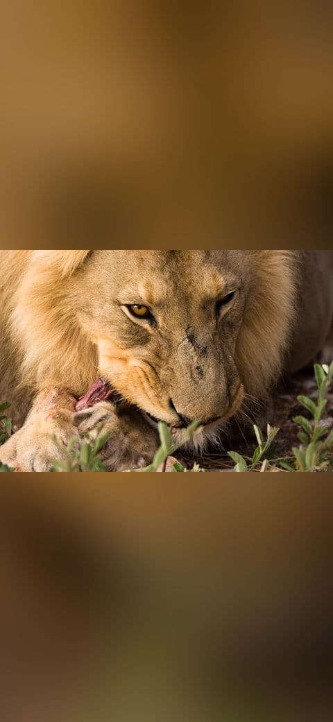 Fondo de pantalla Lion eating en tonos olive y charcoal, Full HD, formato 4:3 para móvil