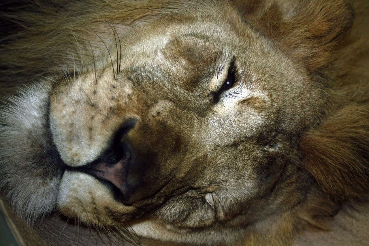 Fondo de pantalla Lion portrait en tonos charcoal y olive, Full HD, formato 4:3 para móvil