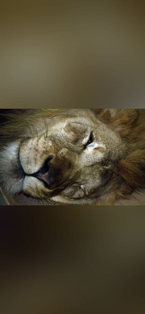 Fondo de pantalla Lion portrait en tonos charcoal y olive, Full HD, formato 4:3 para móvil