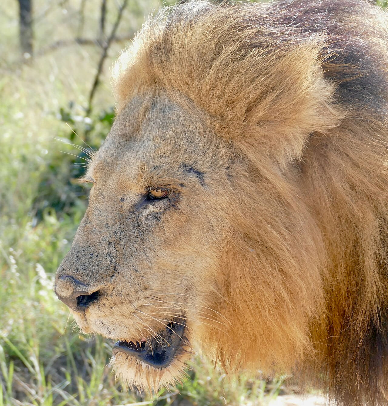 Fondo de pantalla Lion portrait ... en tonos slate y sand, Full HD, formato 1:1 para móvil