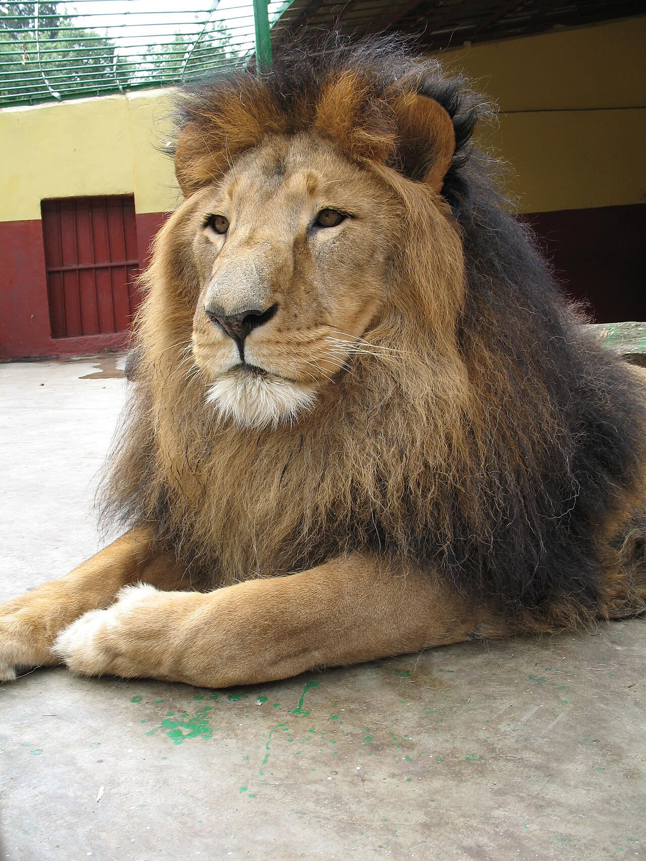 Fondo de pantalla Lion zoo Addis Ababa 2 en tonos olive y charcoal, Full HD, formato 3:4 para móvil