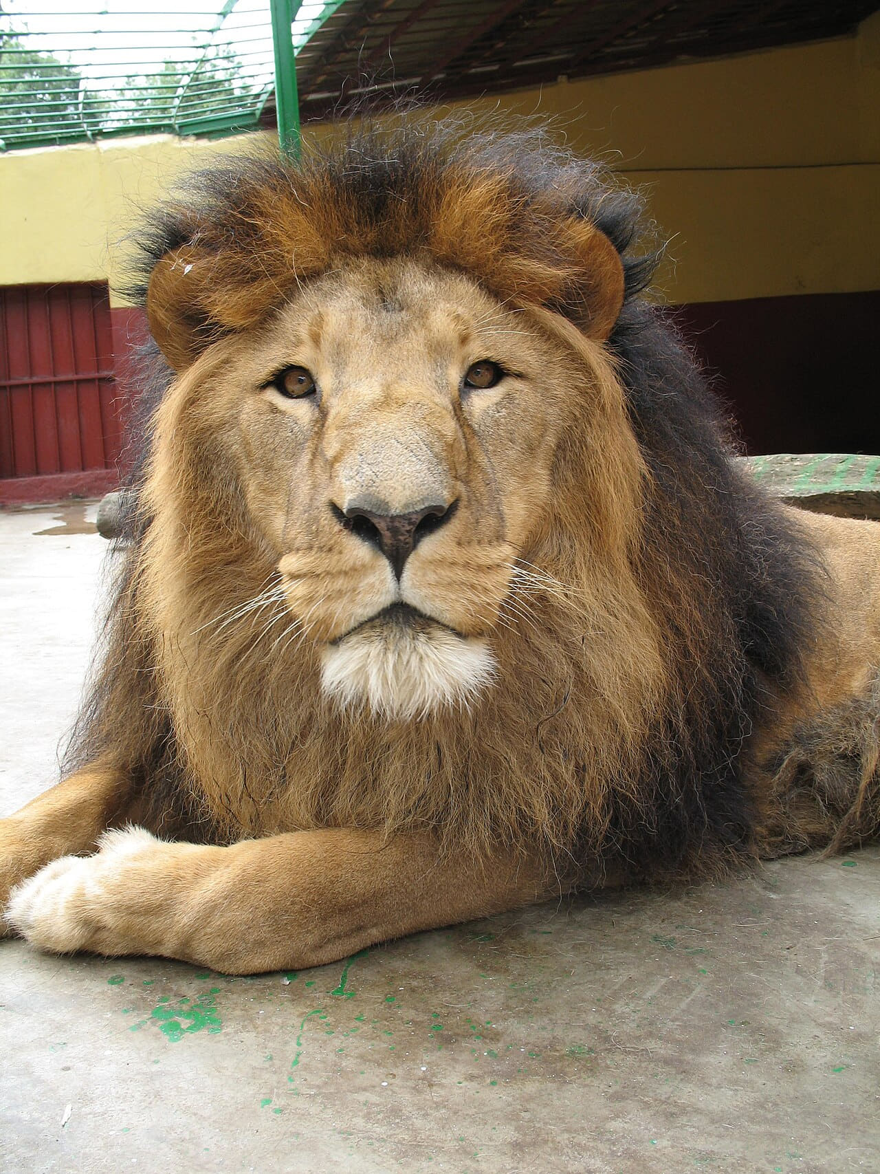 Fondo de pantalla Lion zoo Addis Ababa en tonos olive y charcoal, Full HD, formato 3:4 para móvil