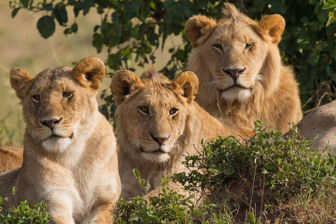 Fondo de pantalla Lions Family Portrait Masai Mara en tonos charcoal y slate, Full HD, formato 4:3 para móvil