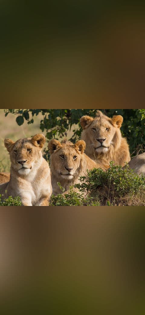Fondo de pantalla Lions Family Portrait Masai Mara en tonos charcoal y slate, Full HD, formato 4:3 para móvil