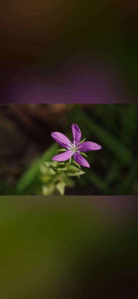 Fondo de pantalla Little Purple Flower en tonos near-black y near-black, Full HD, formato 4:3 para móvil