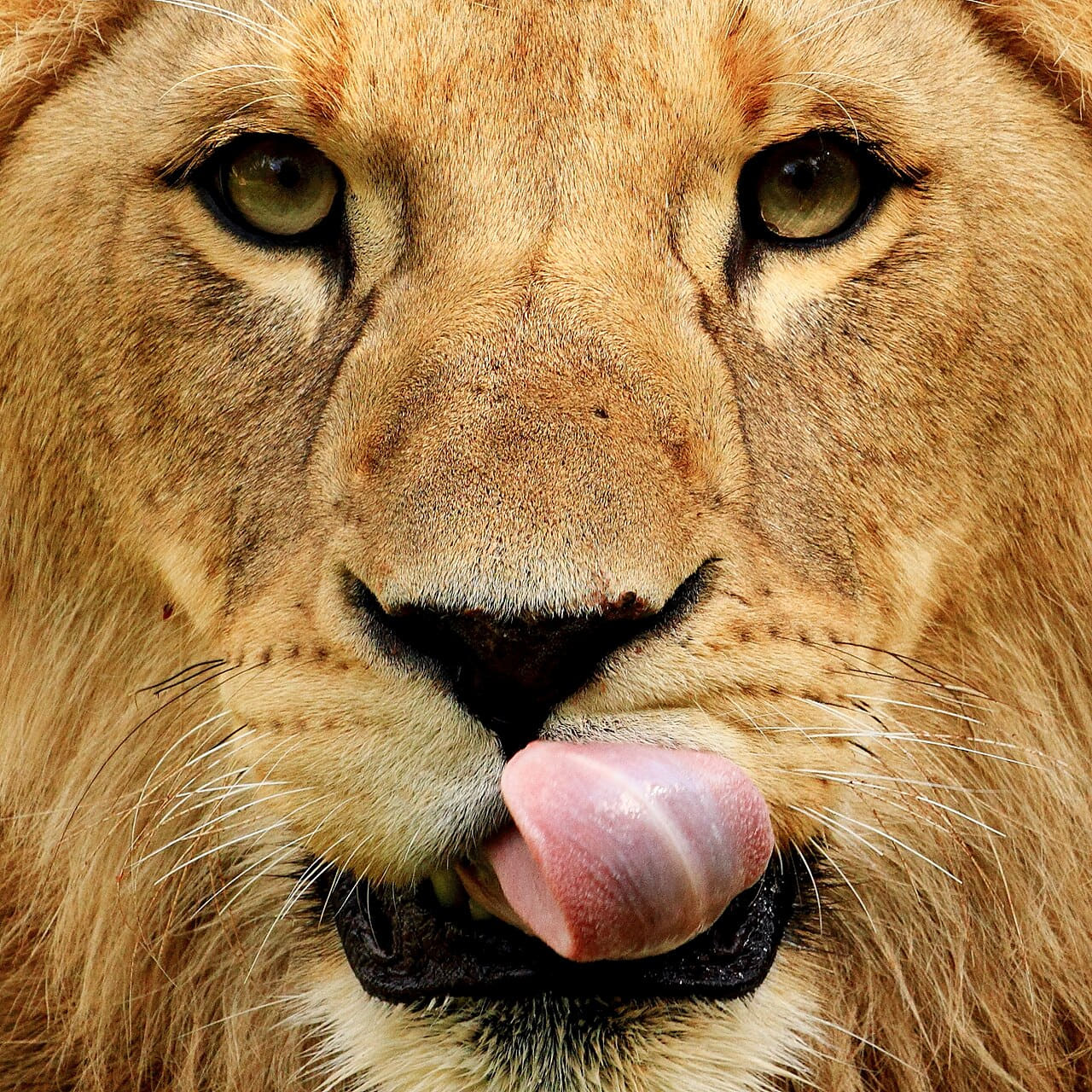 Fondo de pantalla Loewe frontal en tonos olive y sand, Full HD, formato 1:1 para móvil