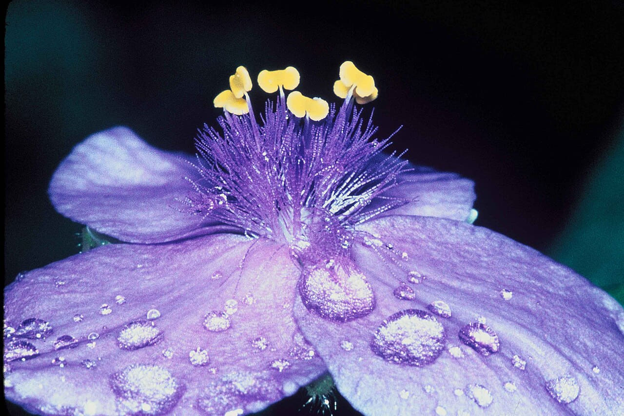 Macro picture of flower with dews on petals wallpaper in near-black and sand tones, Full HD, 4:3 format for phone
