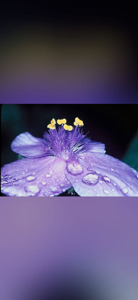Fondo de pantalla Macro picture of flower with dews on petals en tonos near-black y sand, Full HD, formato 4:3 para móvil