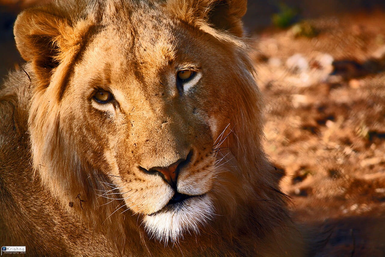 Fondo de pantalla Male Asiatic lion face portrait 2011 en tonos charcoal y rust, Full HD, formato 4:3 para móvil