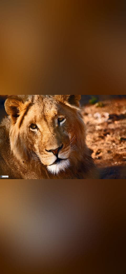 Fondo de pantalla Male Asiatic lion face portrait 2011 en tonos charcoal y rust, Full HD, formato 4:3 para móvil