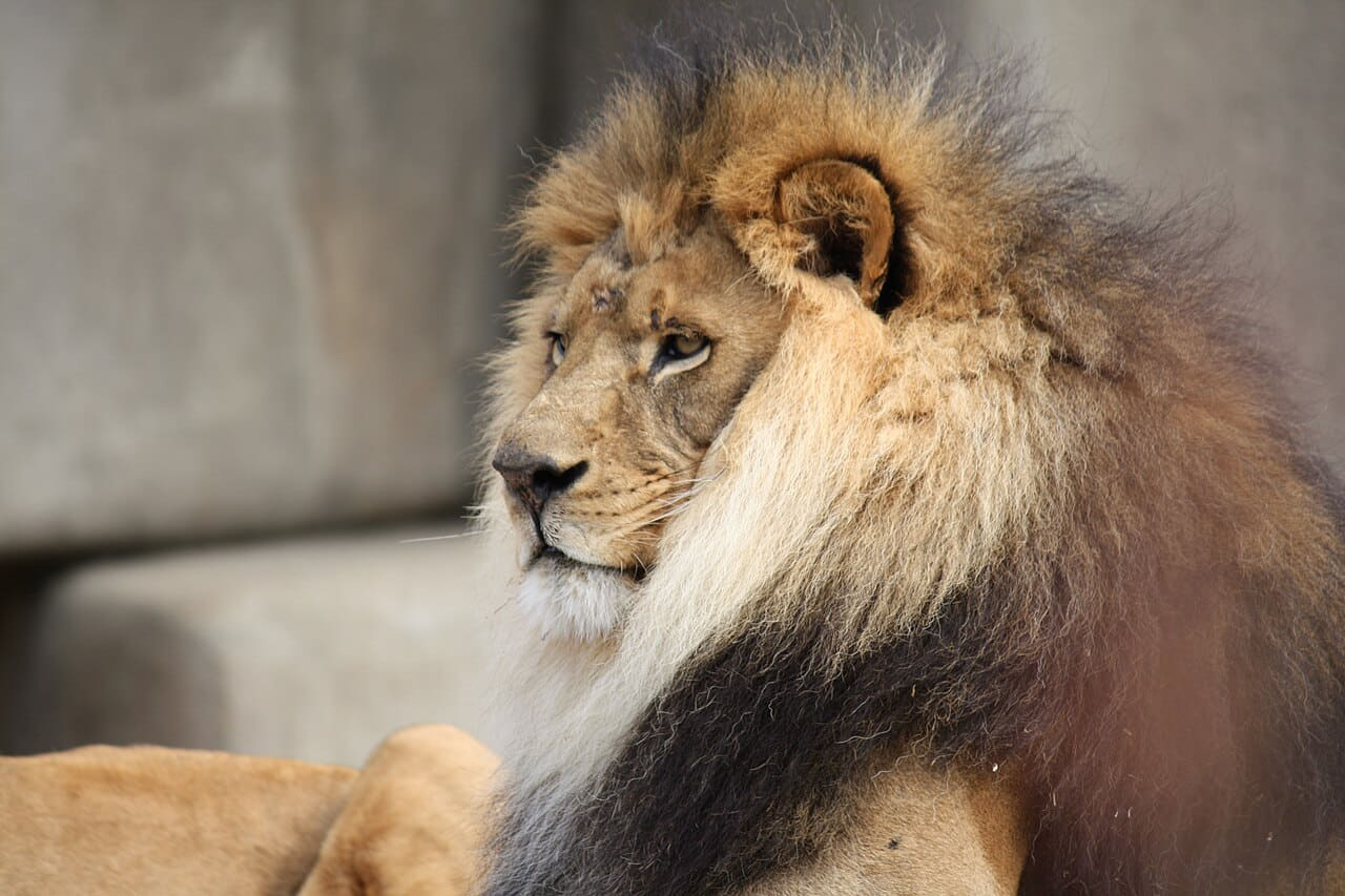 Fondo de pantalla Male Lion 057 en tonos slate y sage green, Full HD, formato 4:3 para móvil