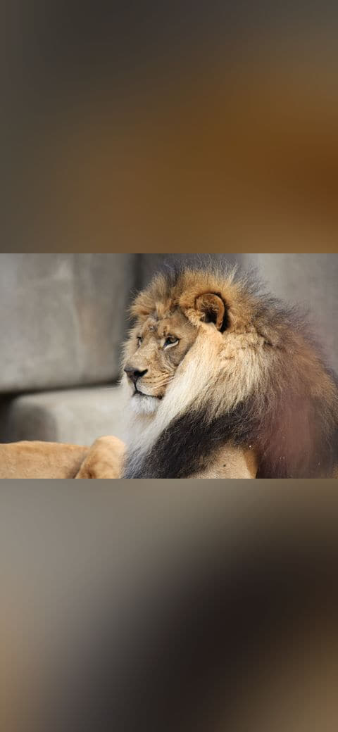 Fondo de pantalla Male Lion 057 en tonos slate y sage green, Full HD, formato 4:3 para móvil