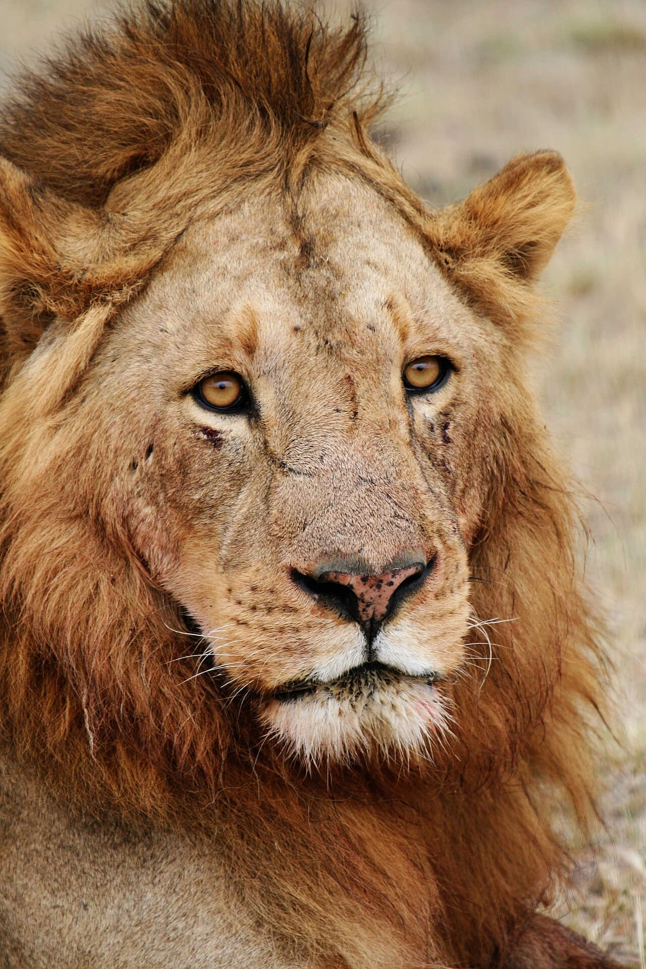 Fondo de pantalla Male lion face en tonos sand y charcoal, Full HD, formato 3:4 para móvil