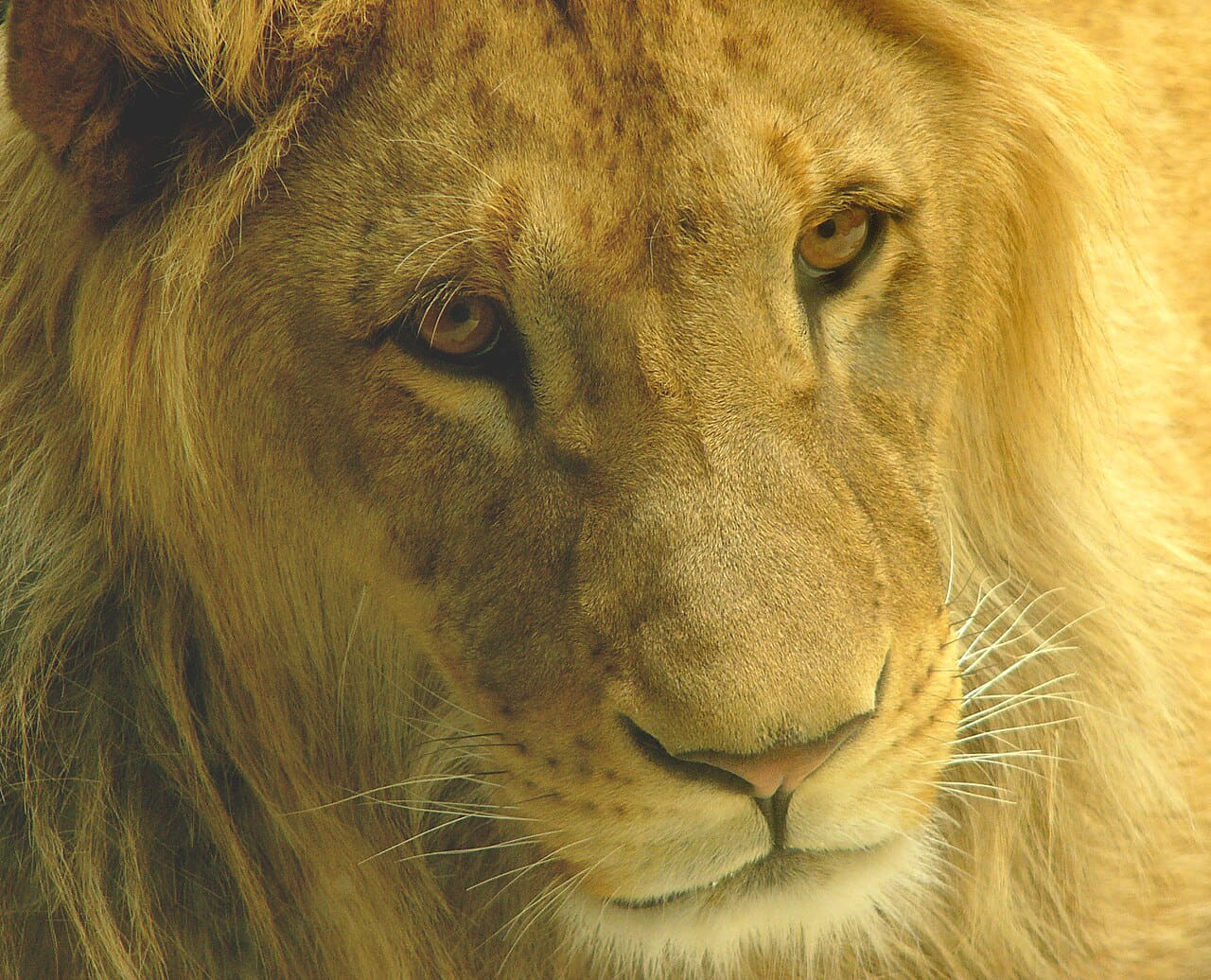 Fondo de pantalla Male lion olomouc en tonos olive y charcoal, Full HD, formato 4:3 para móvil