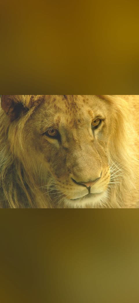 Fondo de pantalla Male lion olomouc en tonos olive y charcoal, Full HD, formato 4:3 para móvil