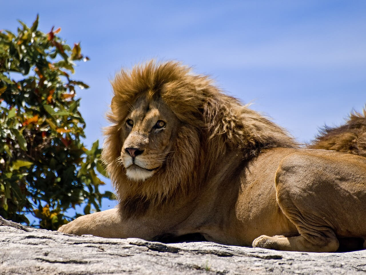 Fondo de pantalla Male Lion on Rock en tonos sky blue y sky blue, Full HD, formato 4:3 para móvil