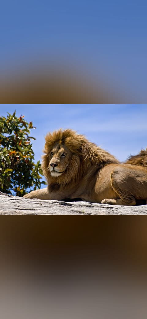 Fondo de pantalla Male Lion on Rock en tonos sky blue y sky blue, Full HD, formato 4:3 para móvil