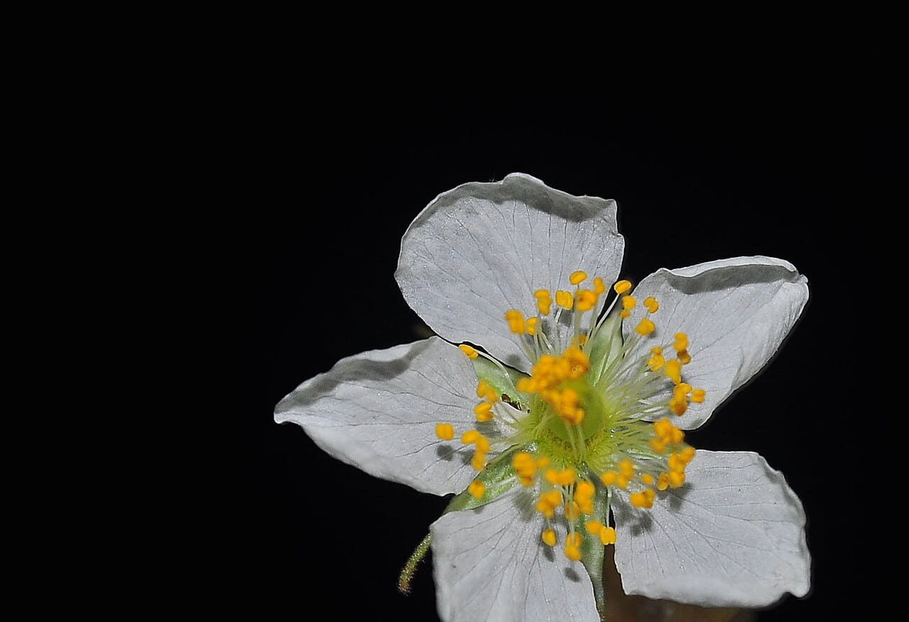 MANSANITAS FLOWER wallpaper in near-black and sage green tones, Full HD, 4:3 format for phone