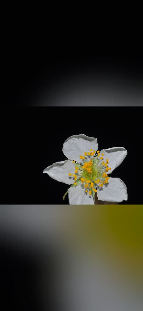 Fondo de pantalla MANSANITAS FLOWER en tonos near-black y sage green, Full HD, formato 4:3 para móvil