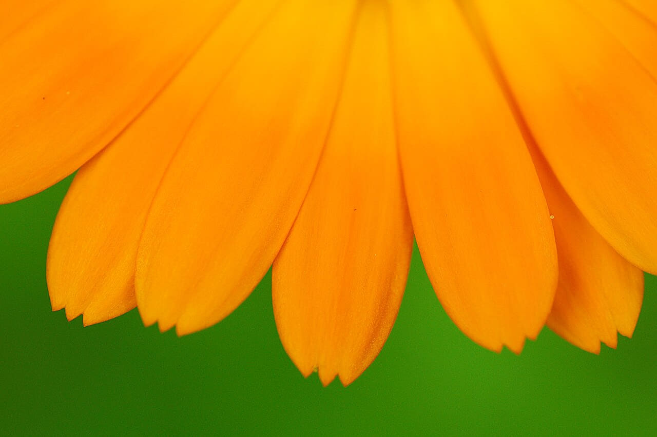 Fondo de pantalla Marigold Petals en tonos amber y amber, Full HD, formato 4:3 para móvil